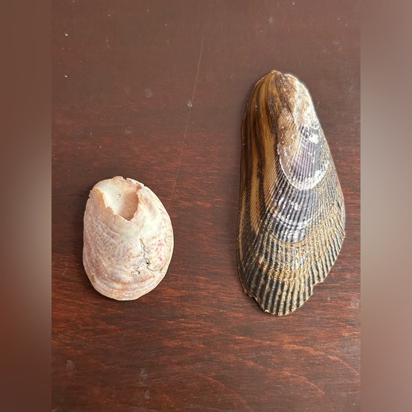 Assorted Seashell Collection - Picture 3 of 4